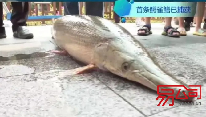 佛山市代理记账价目表(佛山一公园湖中打捞出2条鳄雀鳝) 佛山市代理记账价目表(佛山一公园湖中打捞出2条鳄雀鳝)