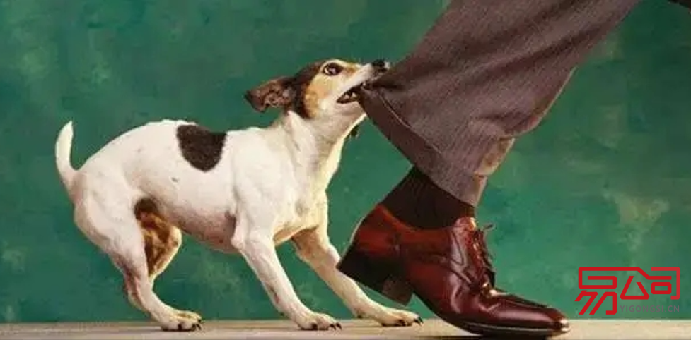 沭阳市工商营业执照办理流程(女童遭狗咬毁容 当地:犬只已处理) 沭阳市工商营业执照办理流程(女童遭狗咬毁容 当地:犬只已处理)