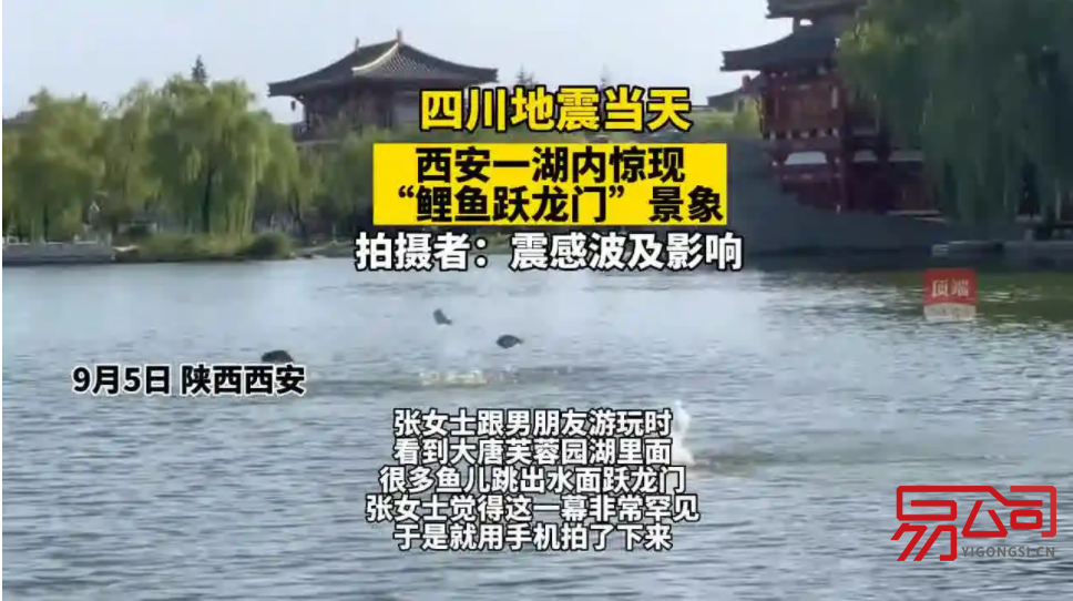 西安工商企业年报操作流程(昨日西安一湖内惊现“鲤鱼跃龙门”) 西安工商企业年报操作流程(昨日西安一湖内惊现“鲤鱼跃龙门”)